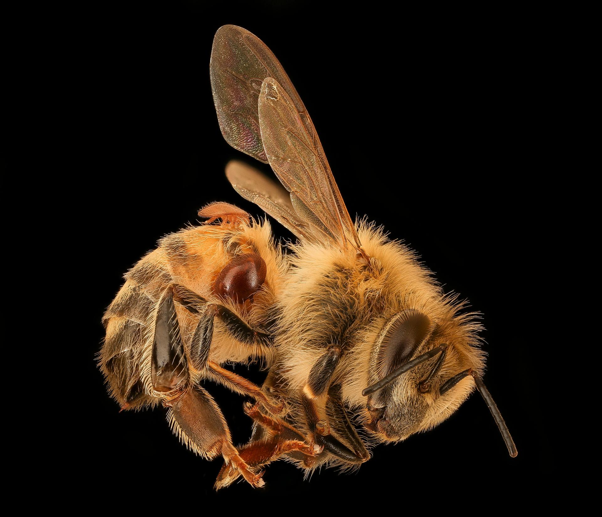 A honey bee carrying two Varroa mites, one above its leg and one on its back.