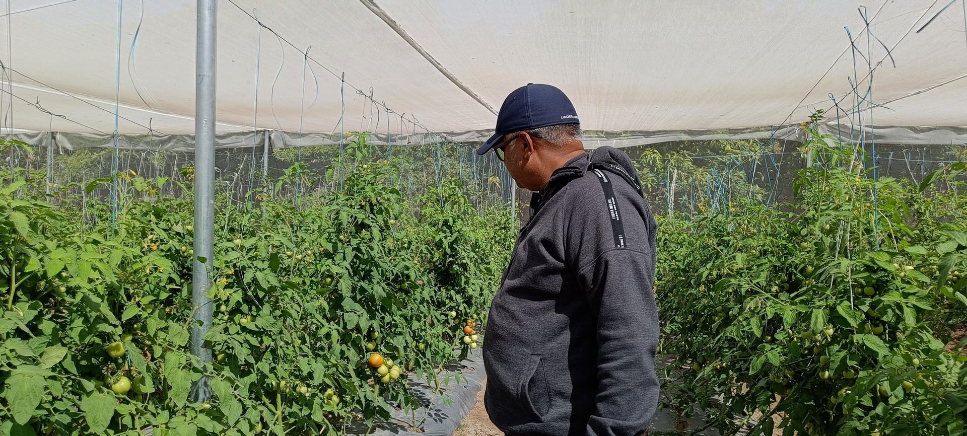 Syed Sajjad Ali inspects tomatoes planted inside a Kheyti greenhouse.