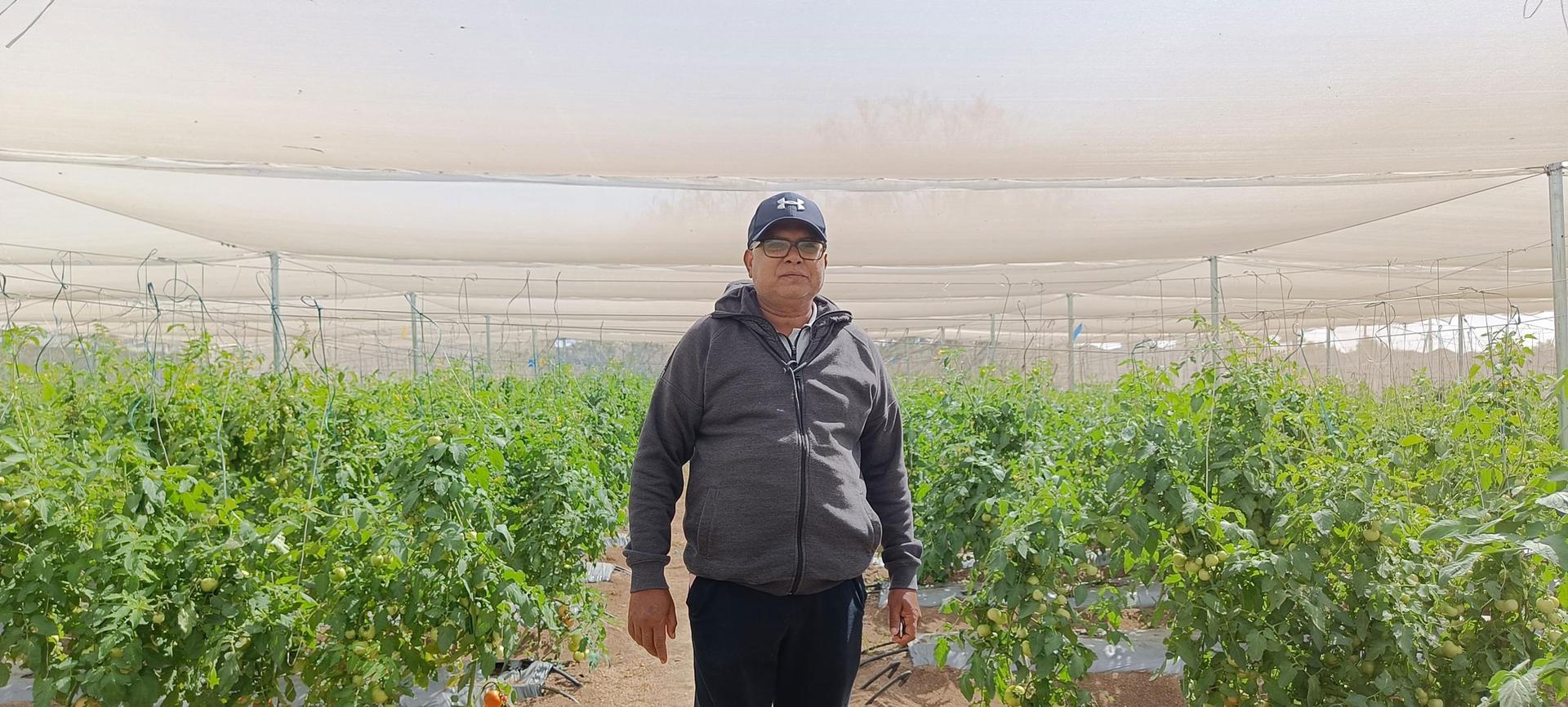 Syed Sajjad Ali inspects tomatoes planted inside a Kheyti greenhouse. 