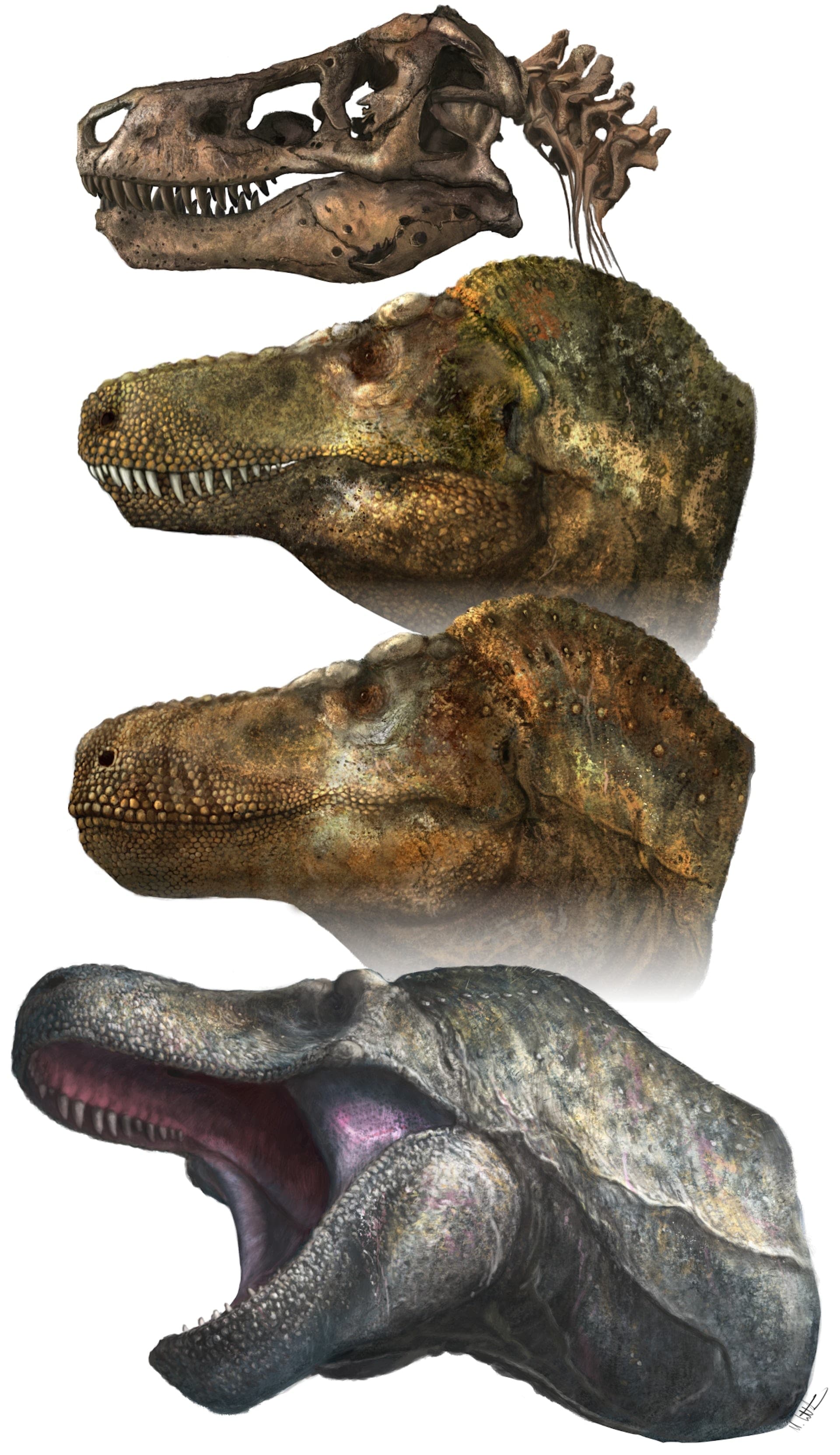 A graphic of 4 heads showing varying depictions of the T-Rex face.