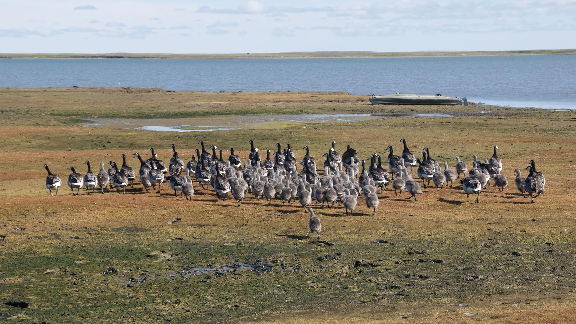 Barnacle geese have developed new migration routes and breeding grounds amid warming global temperatures. 