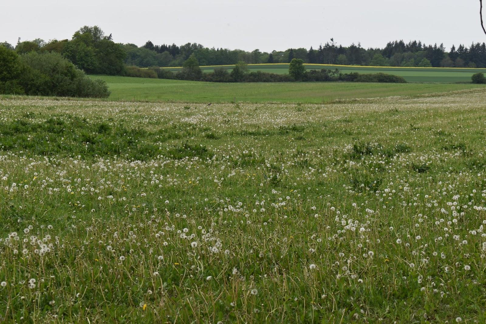 Hallingelille is surrounded by seemingly endless grassy fields dotted with white dandelion flowers.