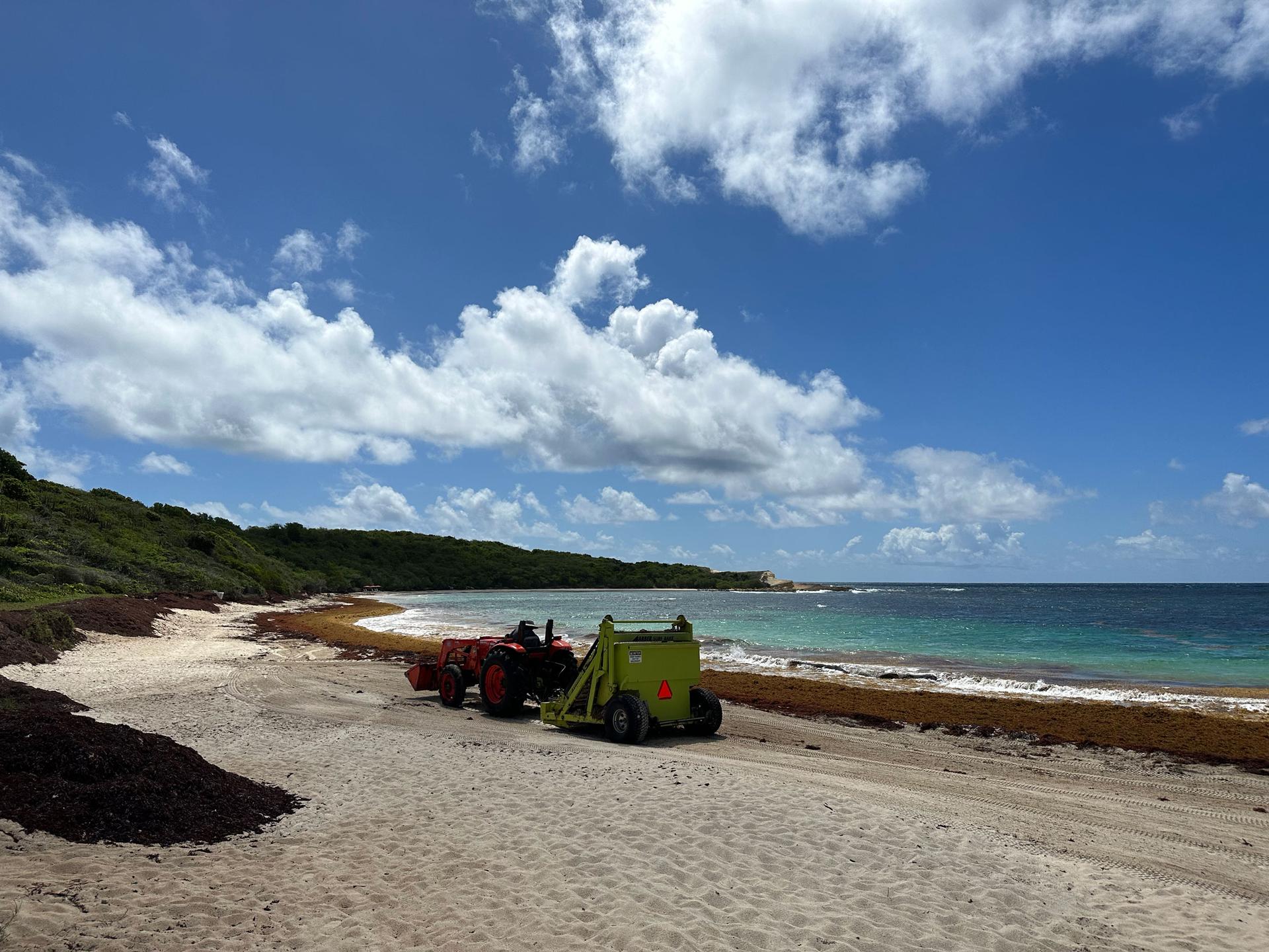In late May, the only person at Half Moon Bay in Antigua was a tractor worker, removing sargassum that was covering the whole beach.