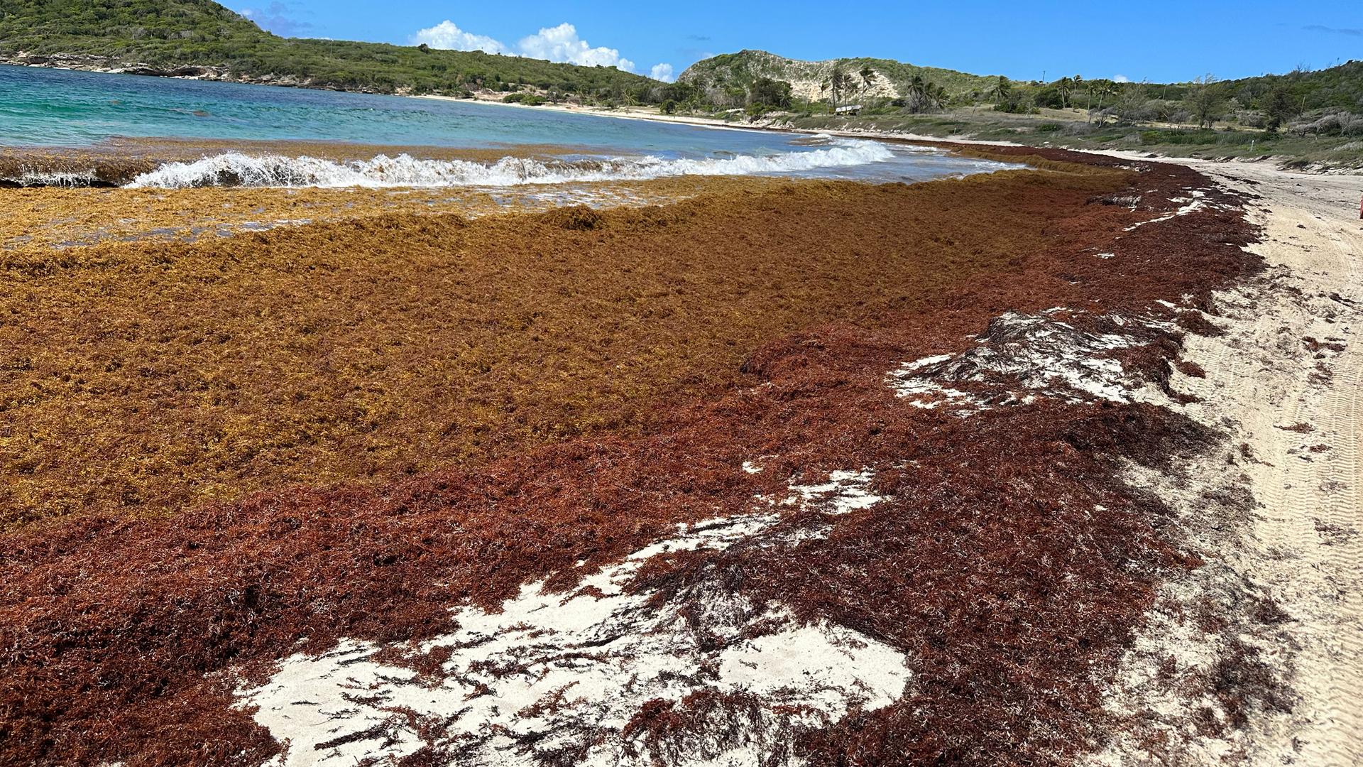 Half Moon Bay is a famous beach in Antigua and Barbuda that is now covered sargassum, a type of large, brown floating seaweed.