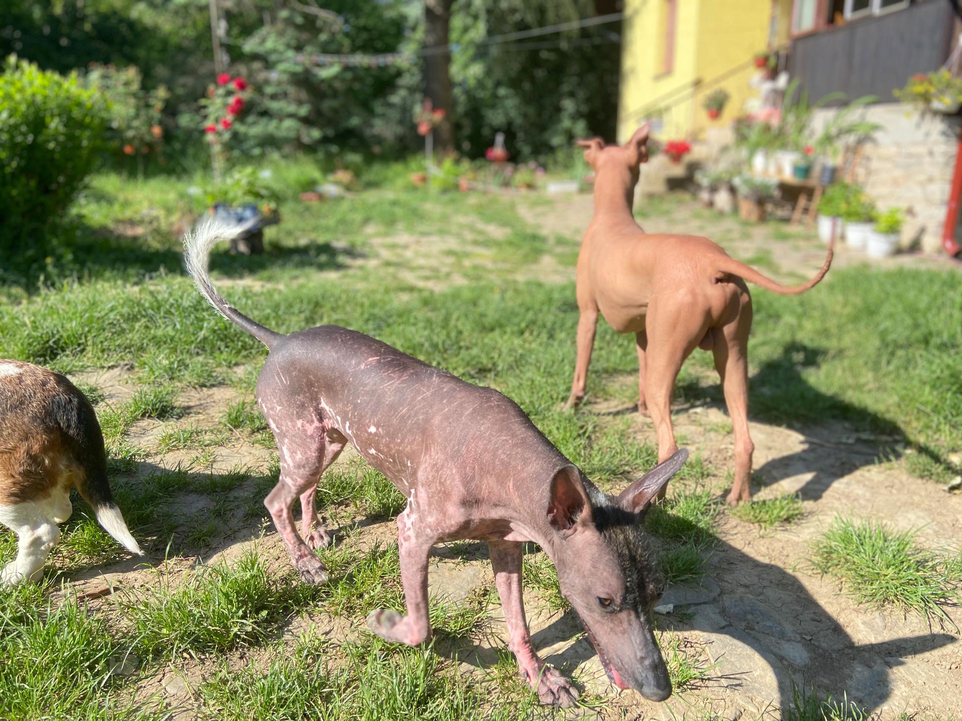 Three out of seven of Ernst’s dogs, the two hairless and a recently rescued beagle, frolic in the big yard at Ernst’s lender cabin. Ernst says Serbia isn’t ideal for her, but this property is perfect for her pets. 