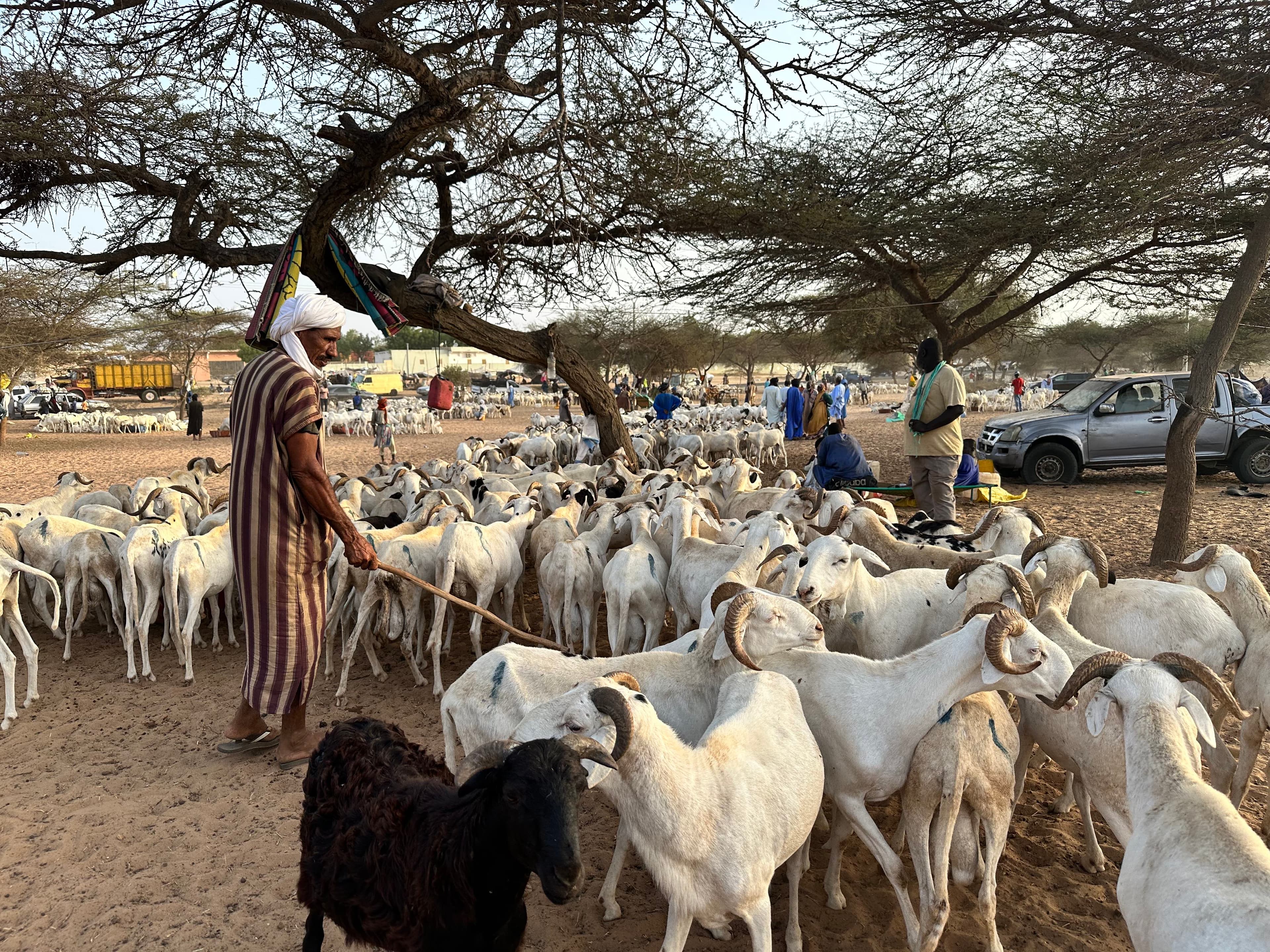 Mauritanian merchants sell sheep ahead of Eid al-Adha in an open-air market just south of St. Louis, Senegal.