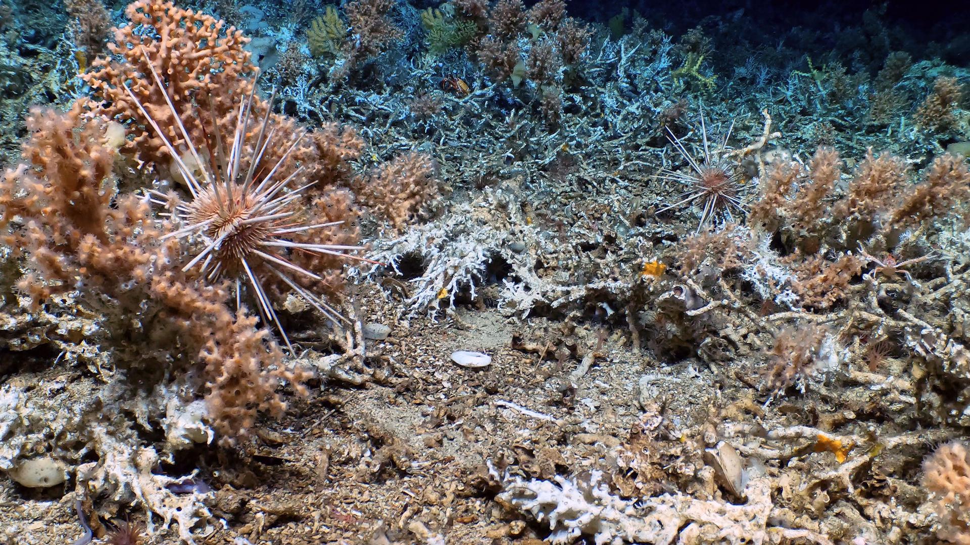 Urchin perch on live coral (left) with fossil coral, the foundation of the live reef, in the foreground, live reef in the background.