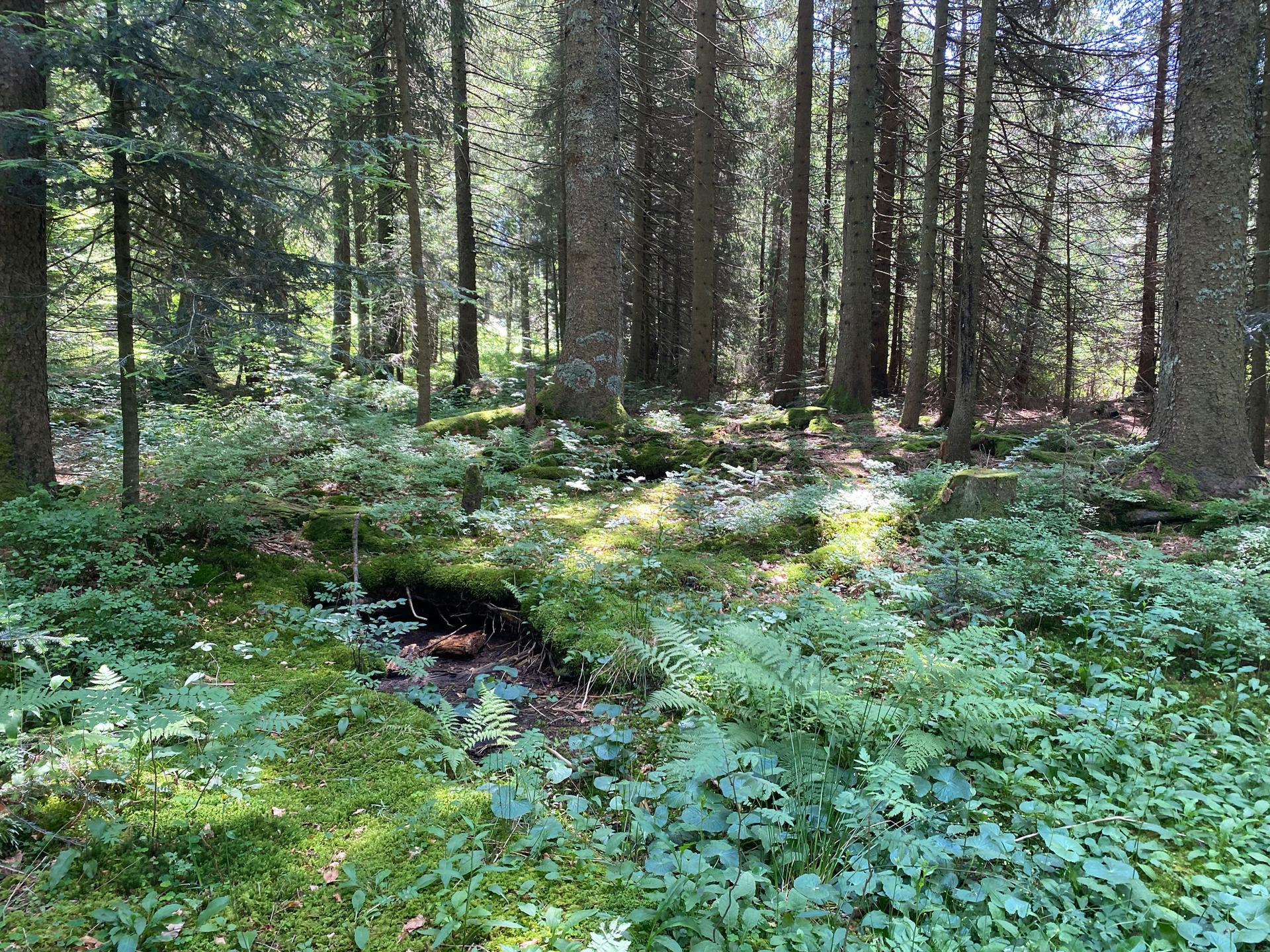 On the outer edge of a bog in Kohlhütte nature reserve, the land is drier than it used to be. Once, this dirt would have been more like thick mud.