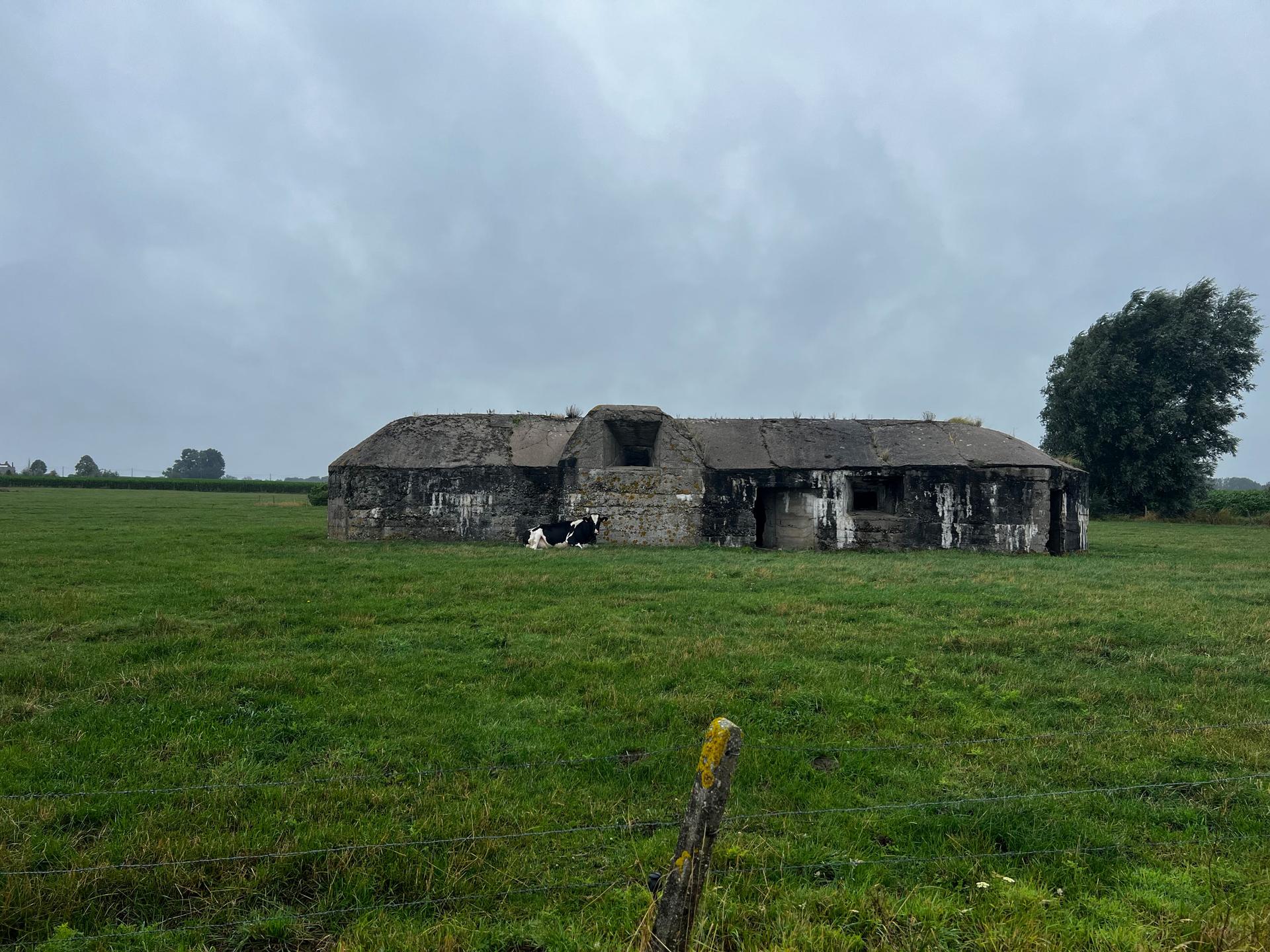 A cow rests by the ruins of a concrete German bunker, from World War I, in the middle of a pasture north of Ieper, along what used to be the front line of the war, now mostly farmland, July 31, 2023.