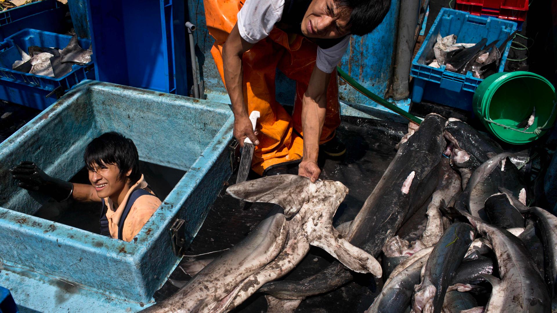 fishermen with dead sharks