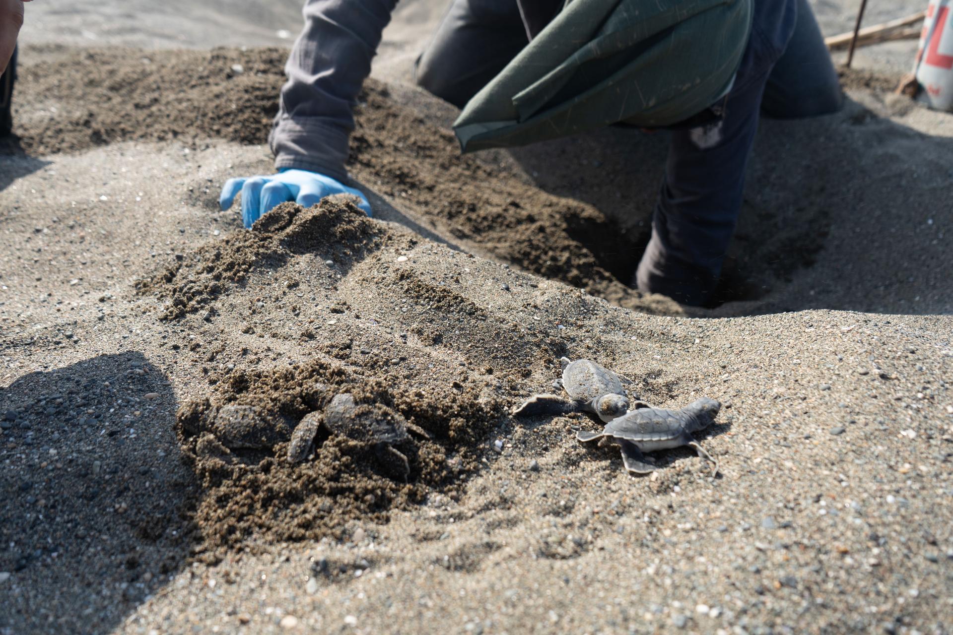 Environmentalists help hatching sea turtles reach the surface on Samandağ Beach, just a few meters from a large dump site for earthquake debris.