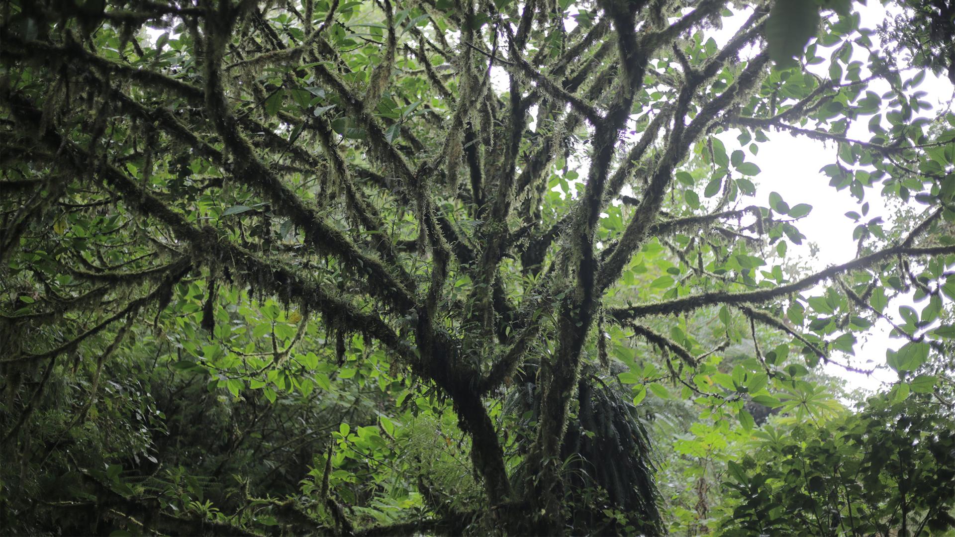 A tree in Costa Rica's Monteverde Cloud Forest Biological Preserve.
