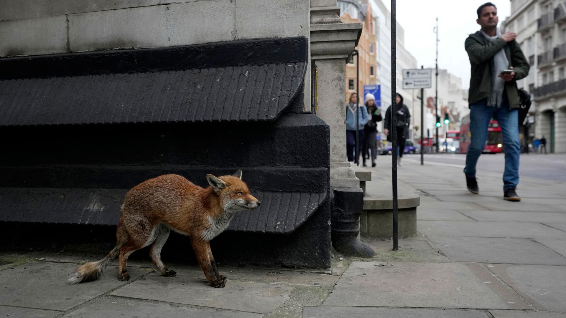 A fox stands along a street in the Central London, Wednesday, March. 1, 2023. 