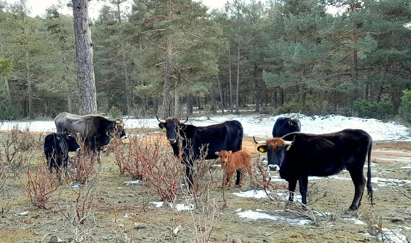 cows in the wild
