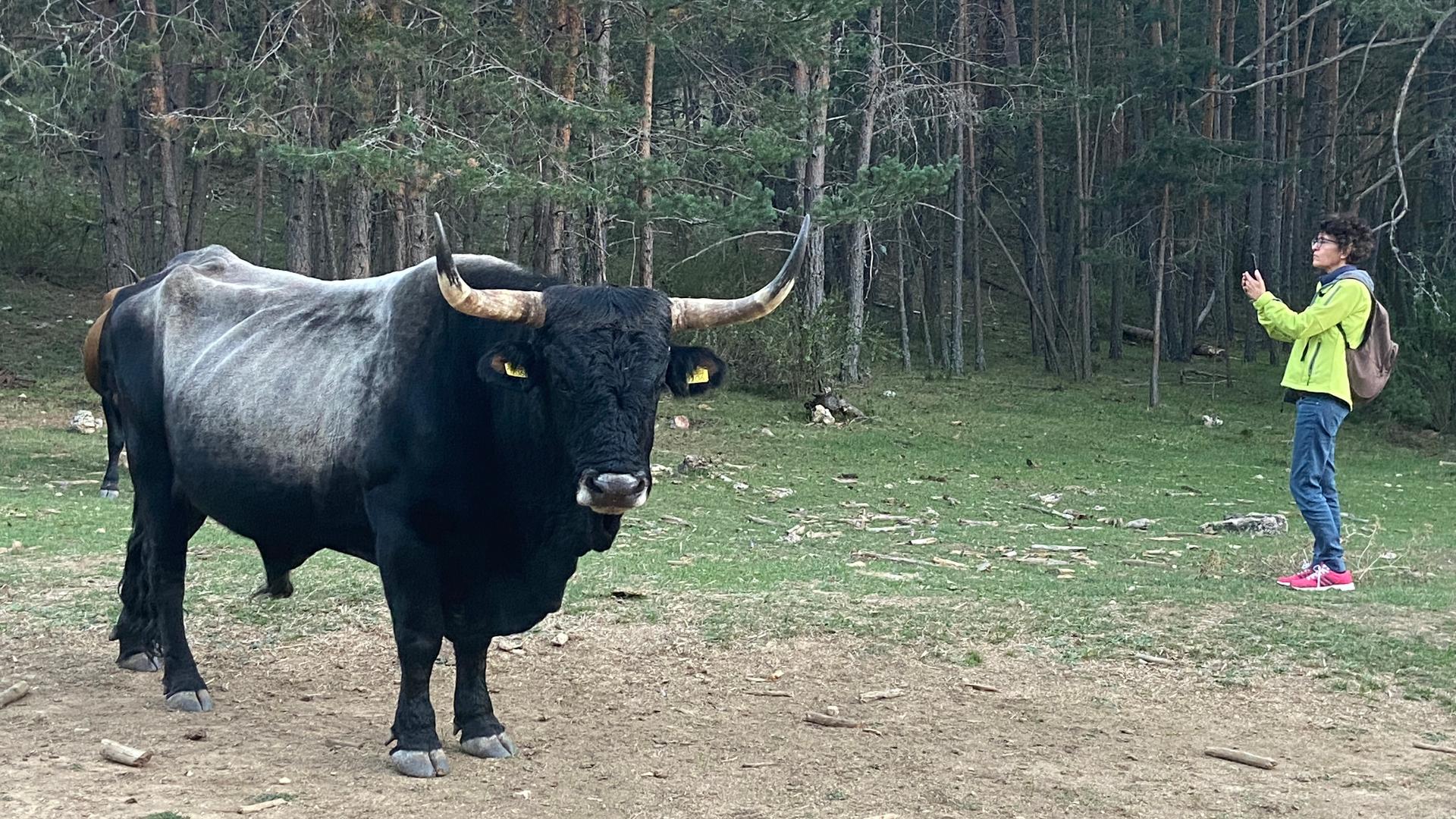 The aurochs, whose horns can reach 7 feet in the air and which can weigh up to 2,500 pounds, are now Europe’s largest herbivore. They fell small trees when they walk through forests, helping let in sunshine to overly dense woods.