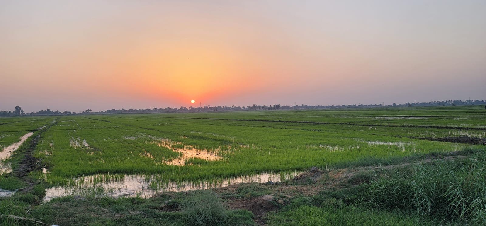 Photo of Salah Fareeq Al-Feroun's farmlands before the water shortages and government mandate to stop cultivating anbar rice.