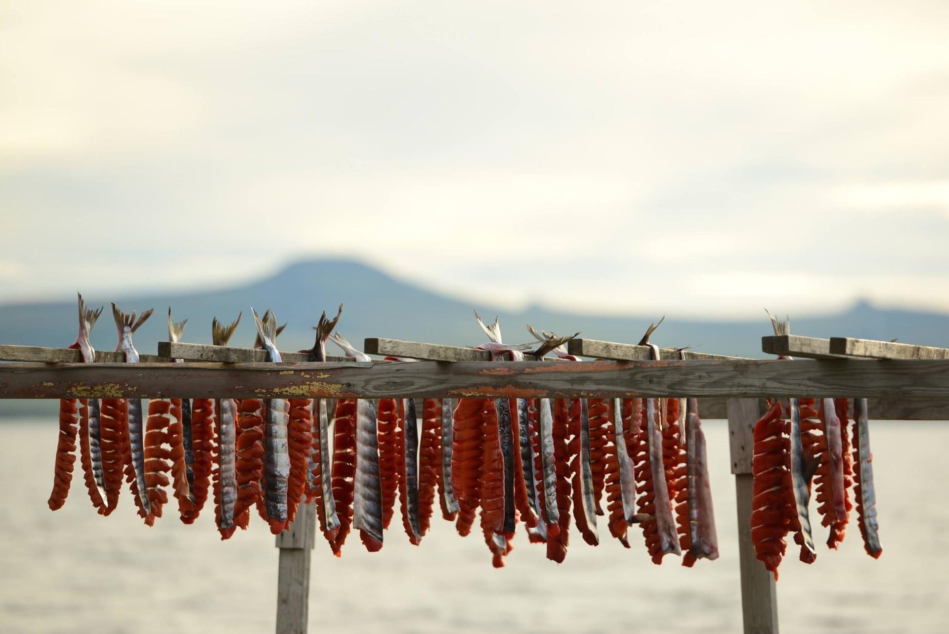 A row of salmon fish hanging to dry on a wooden beam