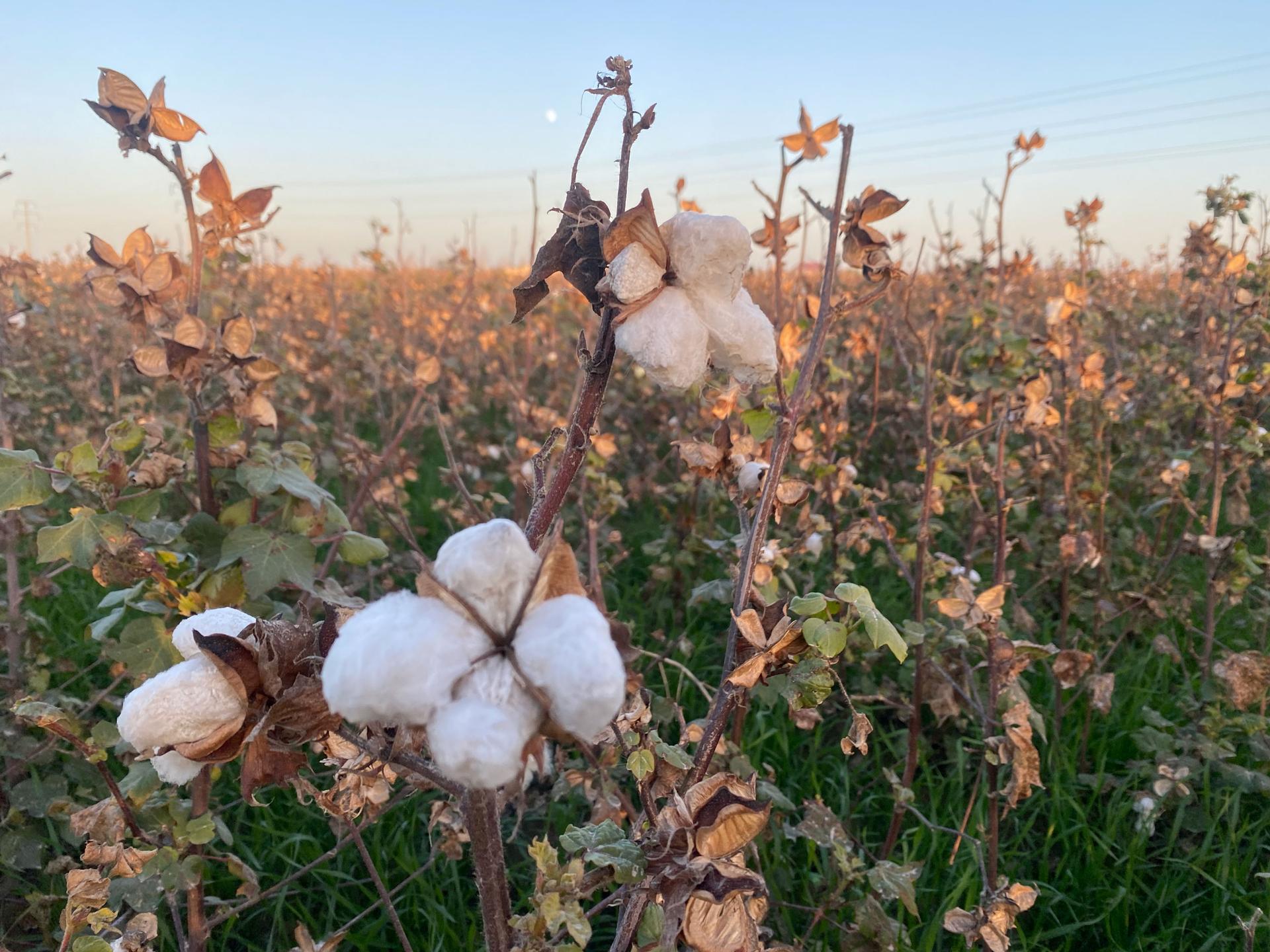 When Uzbekistan was part of the Soviet Union authorities diverted much of the country's water resources to cotton production, eventually making Uzbekistan one of the world's largest cotton producers.