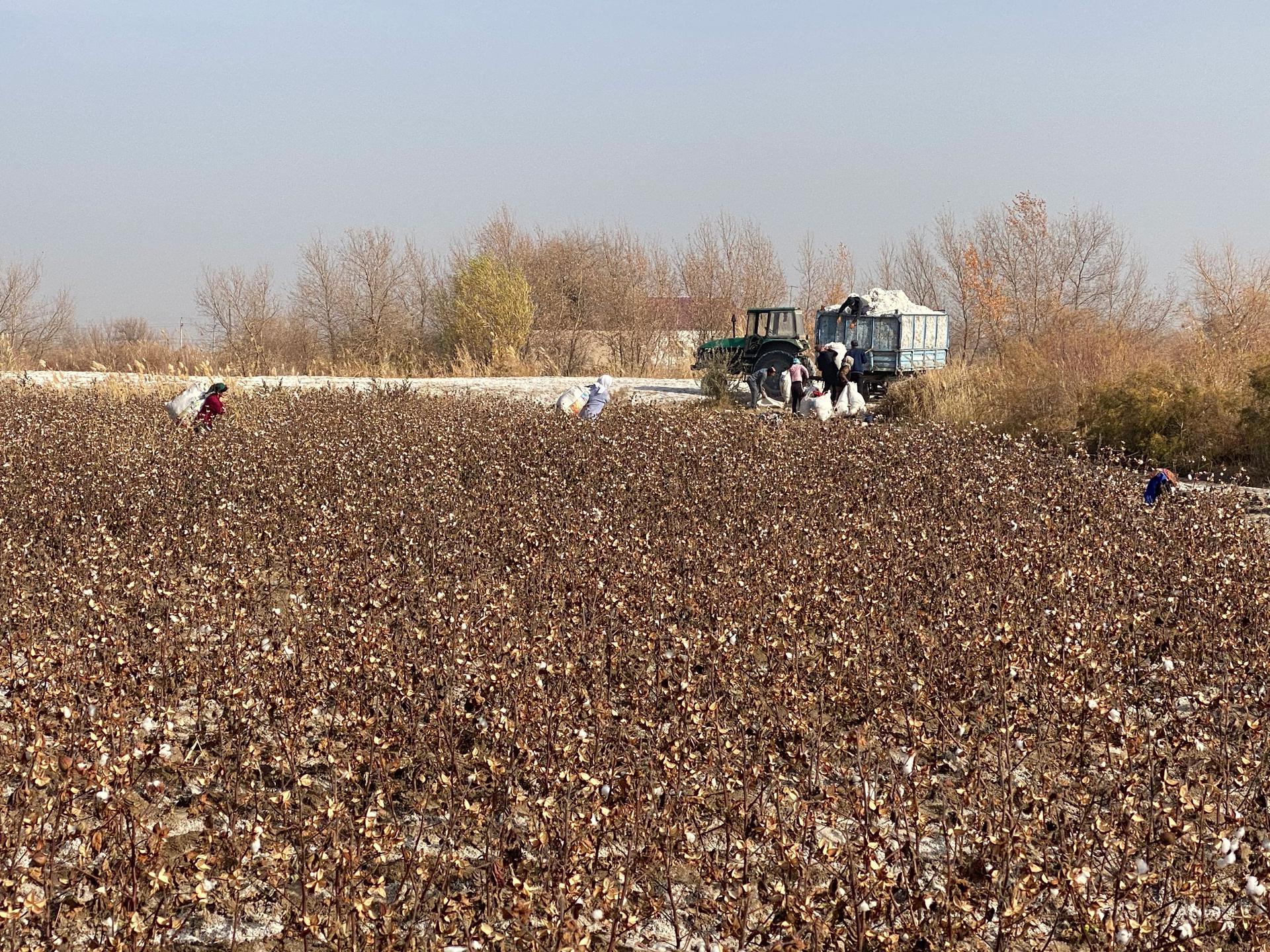 Workers in western Uzbekistan haul large bundles of cotton to a nearby truck.  