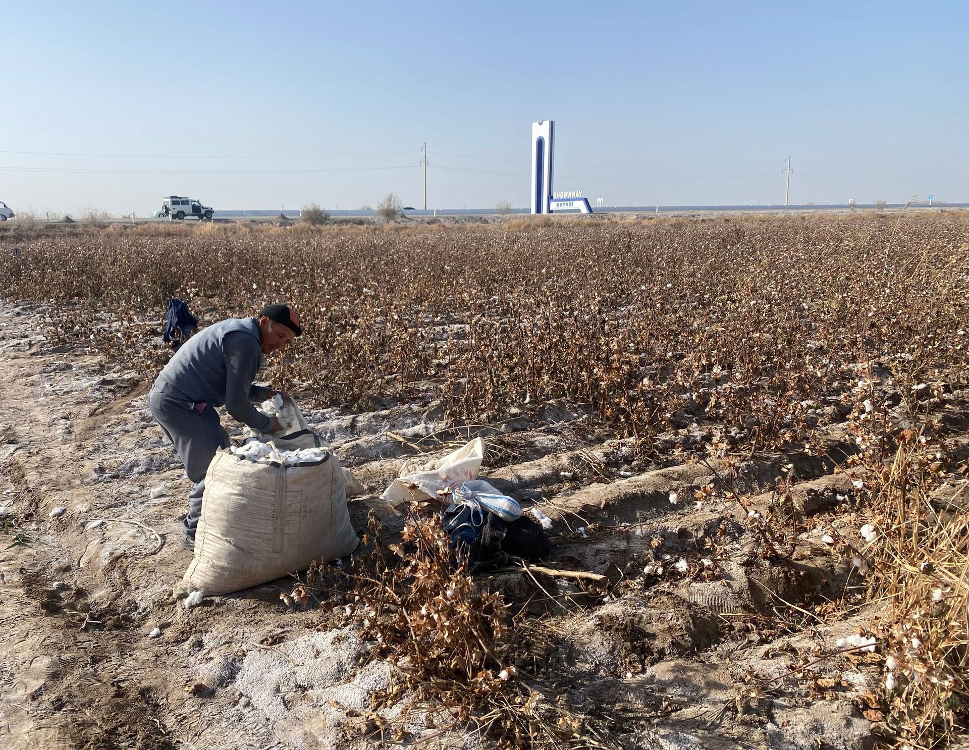A worker in western Uzbekistan finishes picking a row of cotton.