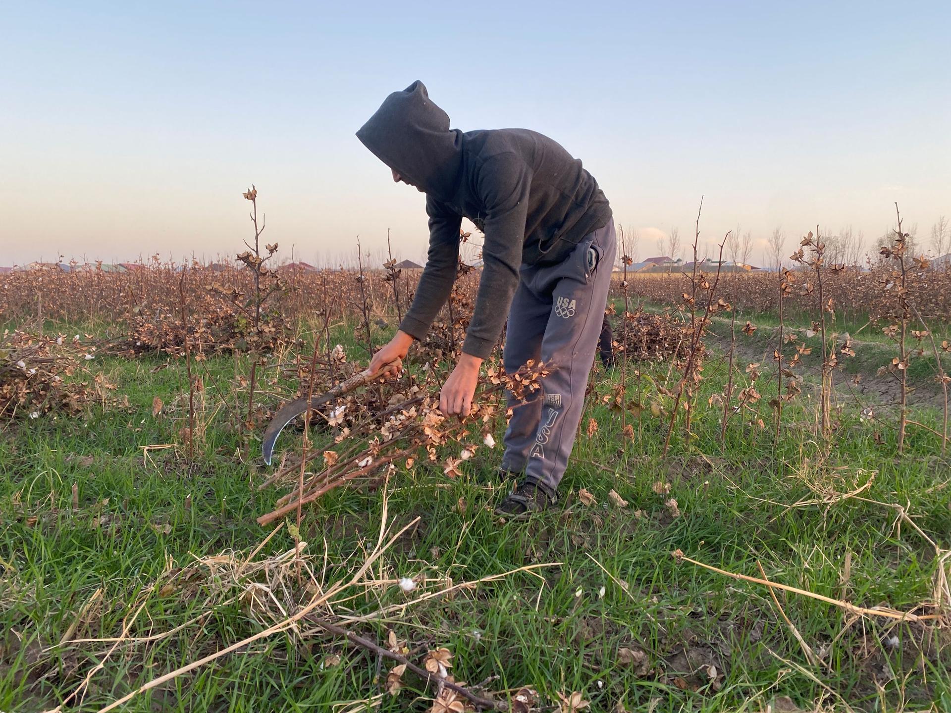 A worker uses a scythe to cut down cotton plants at the end of the harvest.