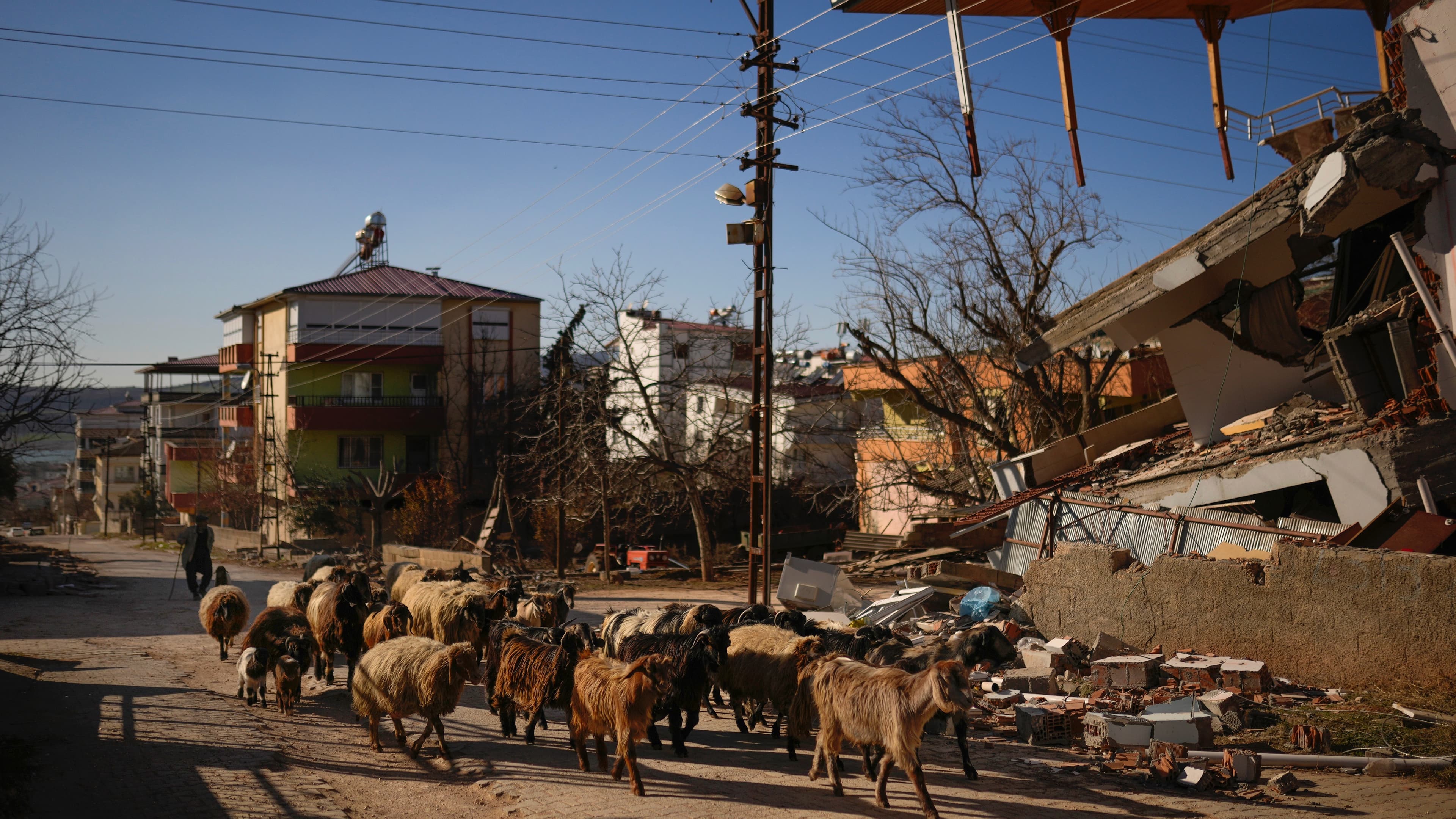 shepherd with sheep amid rubble