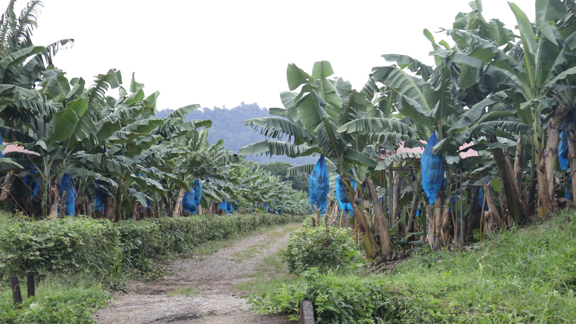 A banana farm on a plantation in Costa Rica, along the Caribbean coast, near the border with Panama.