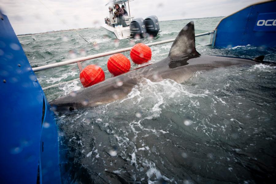Great White Shark Lydia is tagged off the coast of Florida on March 2, 2013.