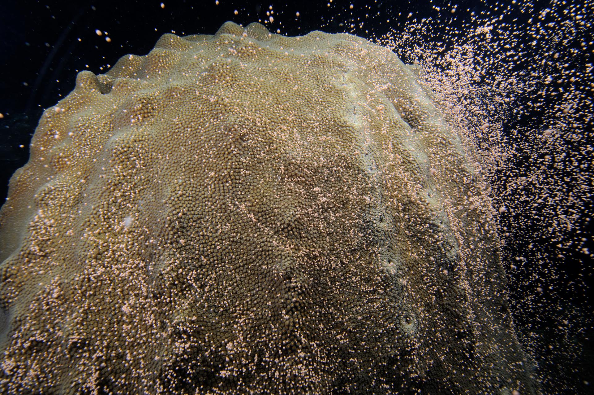 An example of a coral spawning