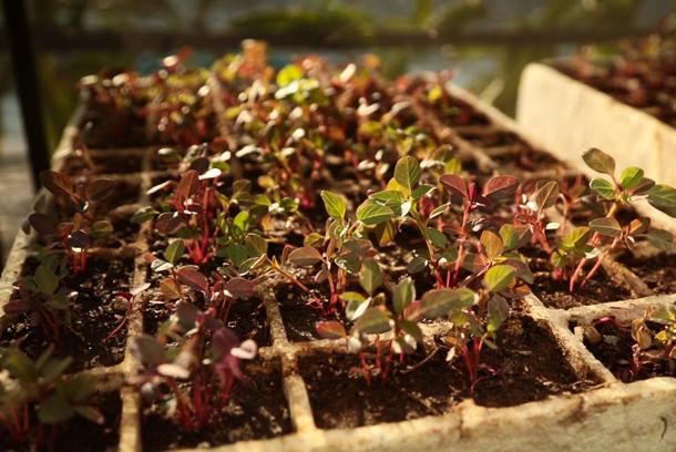 Amaranth seedlings being grown in southern Mexicos Tehuacan valley. The plant's seeds are high in protein and its leaves are high in iron, vitamin C and calcium.