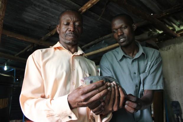 Kampala Entrepreneur Charles Mulamata is developing low-cost technology to produce fish, like this tilapia, and vegetables in a largely closed-loop system.