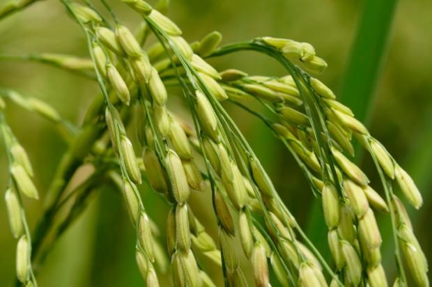 The System of Rice Intensification promises higher yields at a lower cost than conventional growing methods.