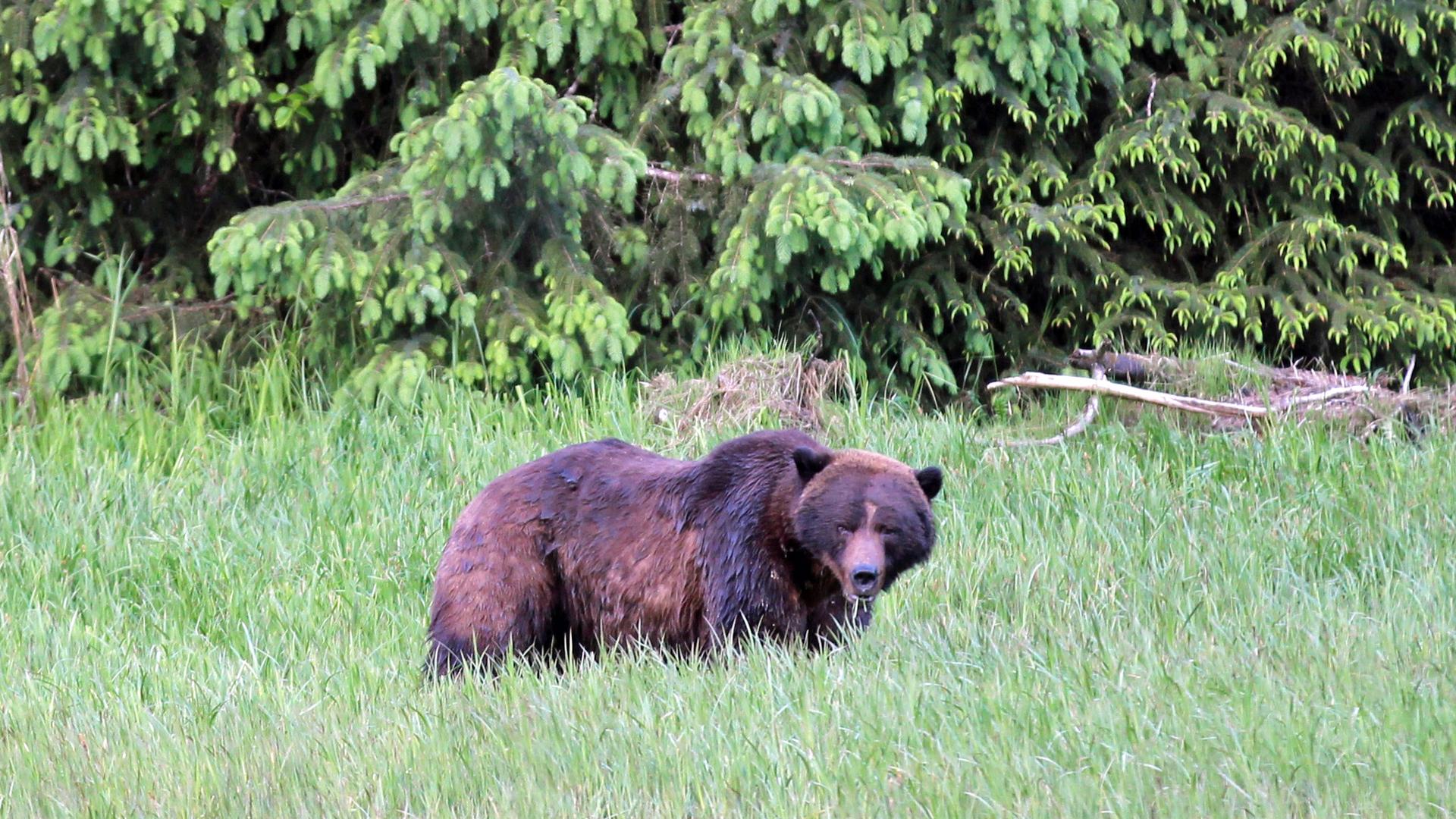 A male grizzly Bo Diddley's size would be a prime target for hunters.