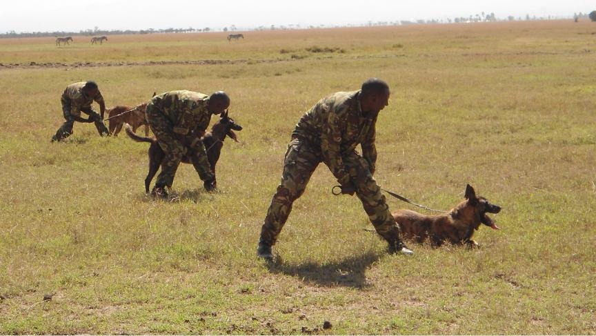 Trainers work with anti-poaching dogs at Ol Pejeta Conservancy in Kenya.