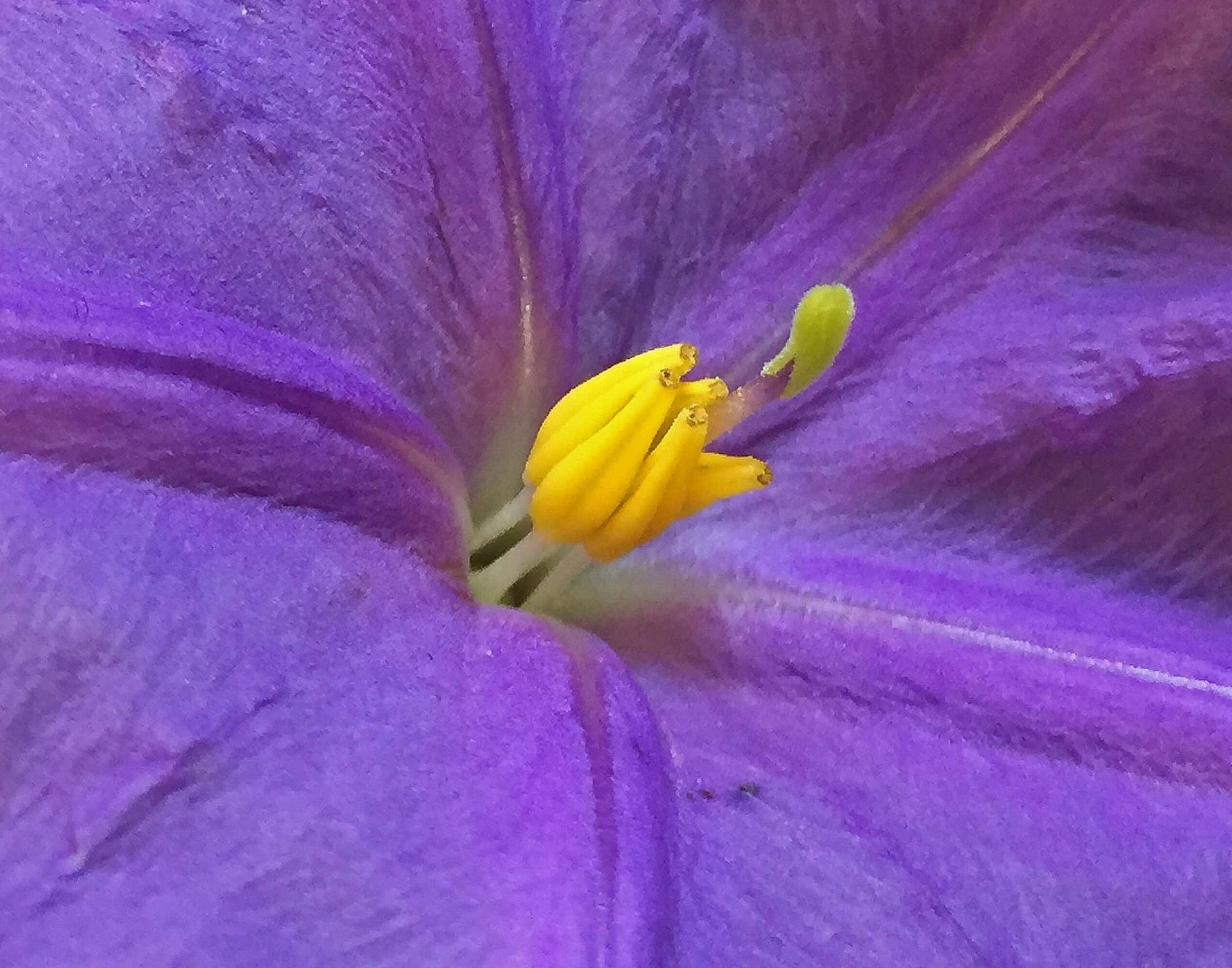 Solanum ossicruentum female flower