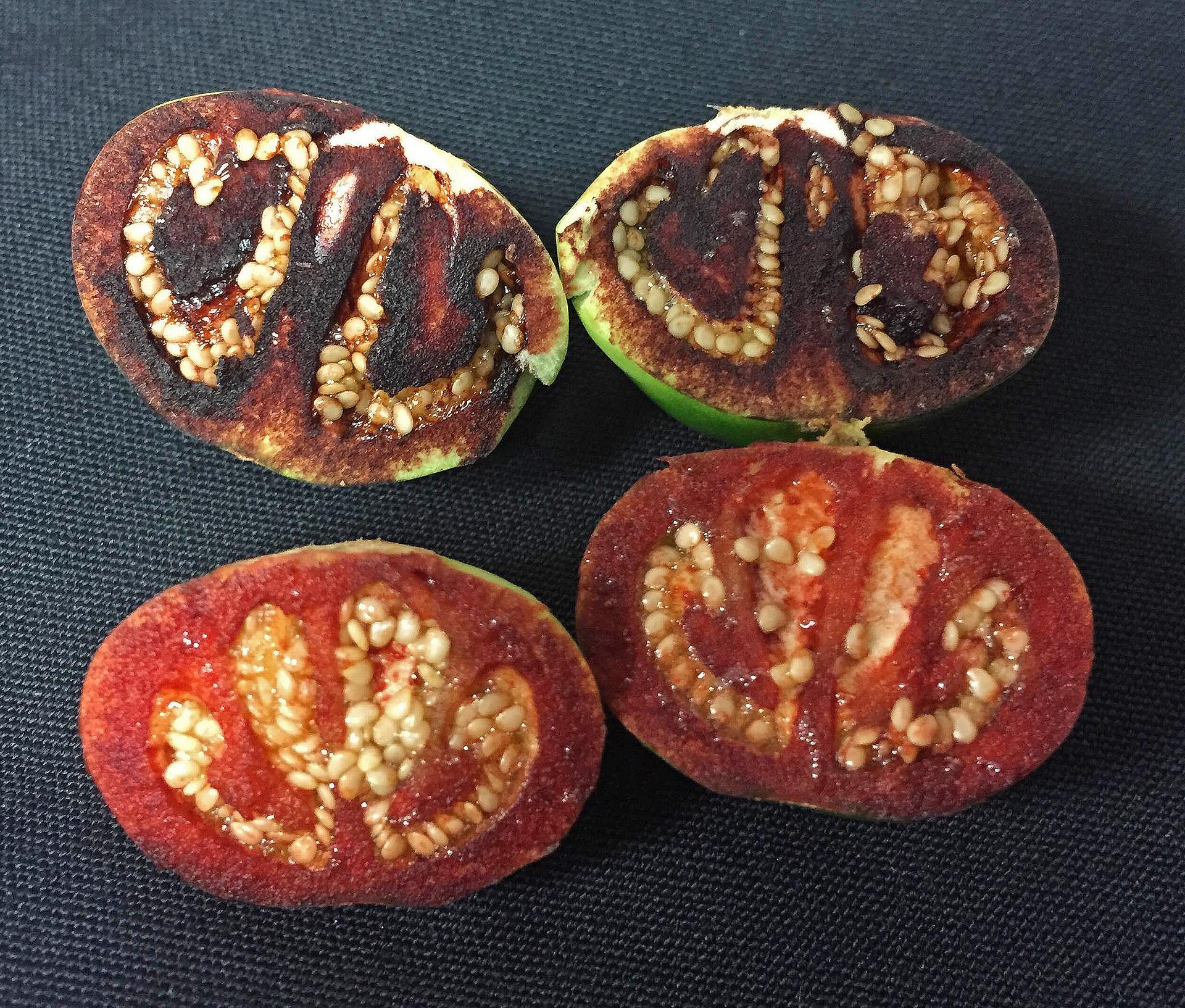 unripened fruits of Solanum ossicruentum