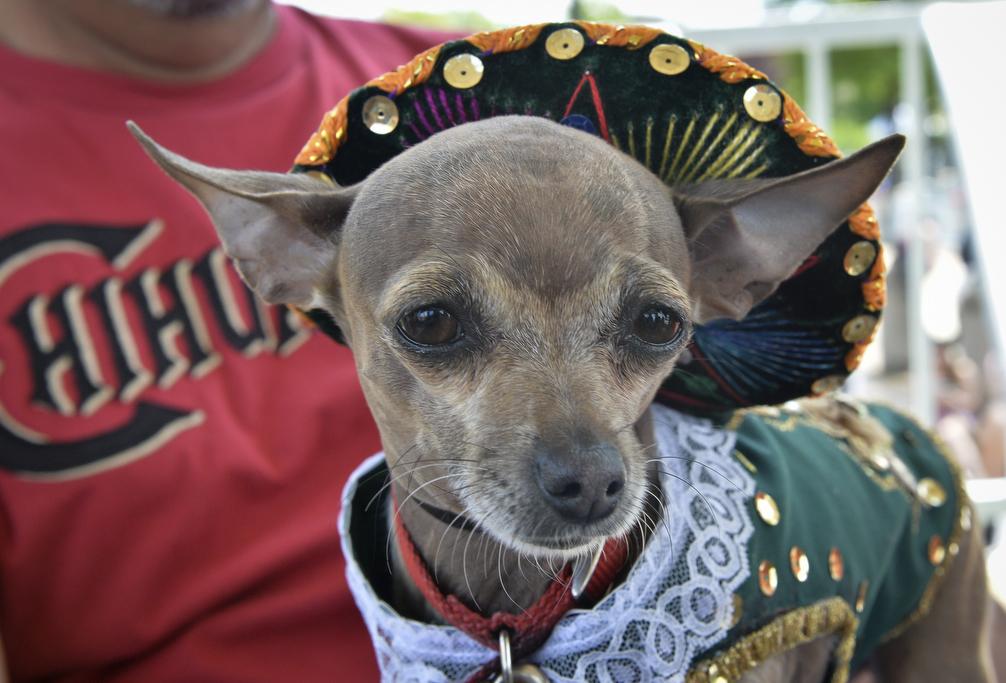 A Chihuahua wears a mariachi costume during the Running of the Chihuahuas in Washington, DC, to celebrate Cinco de Mayo. 