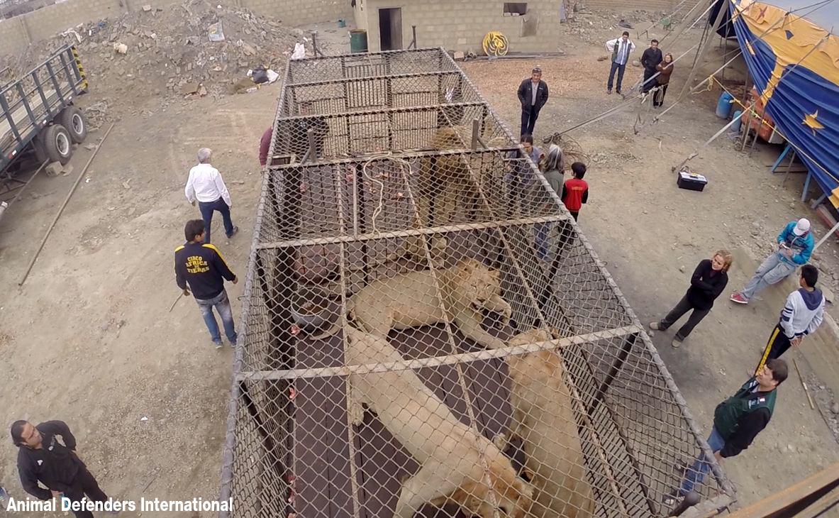 Circus lion rescue