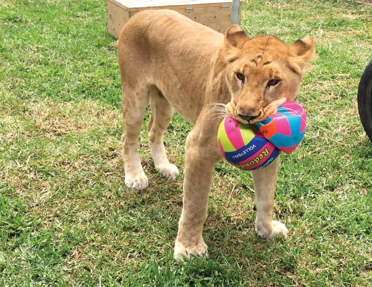 Rescued lion with soccer balls