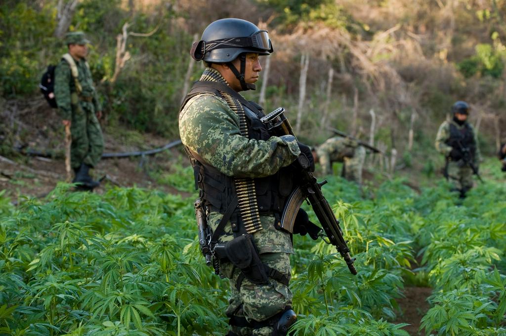 A Mexican soldier guards a marijuana plantation in Sinaloa state, Mexico, on Jan. 30, 2012.