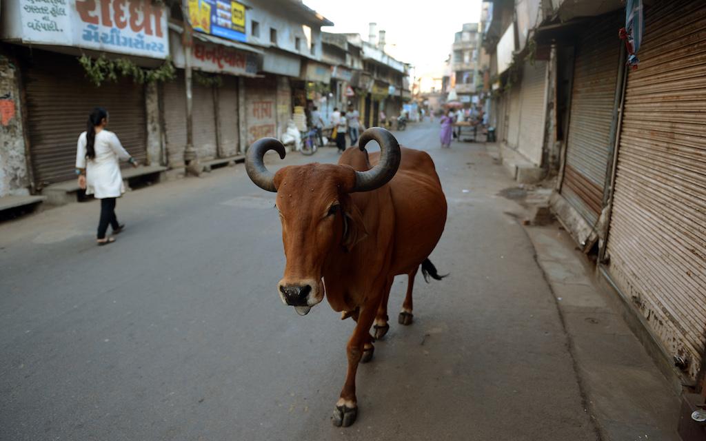 India street cow