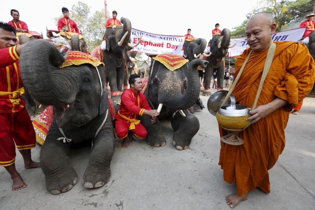 A Buddhist monk walks next to elephants during Thailand's national elephant day celebration in the ancient city of Ayutthaya on March 11, 2016.