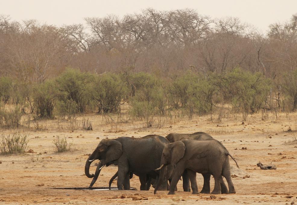 A herd of elephants at a watering hole in Hwange National Park in Zimbabwe on Sept. 29, 2015.