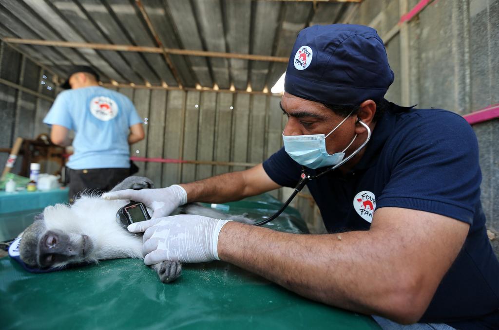 Veterinarian Amir Khalil from Four Paws International checks a monkey at a zoo in Khan Younis in the southern Gaza Strip on June 10, 2016.