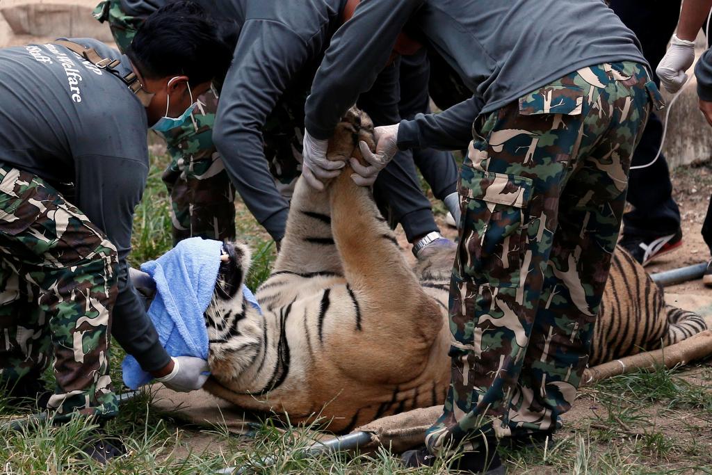 A sedated tiger is laid on a stretcher as officials start moving tigers from Thailand's controversial Tiger Temple, in Kanchanaburi province, west of Bangkok, Thailand, May 30, 2016.
