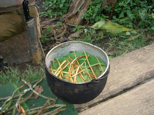 Ayahuasa preparation in Pastaza, Ecuador