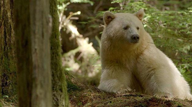 Kermode bear or 'spirit' bear in the Great Bear Rainforest.