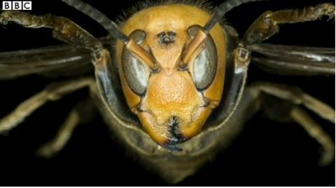 The giant hornets found in northern China can grow up to two and a half inches long.