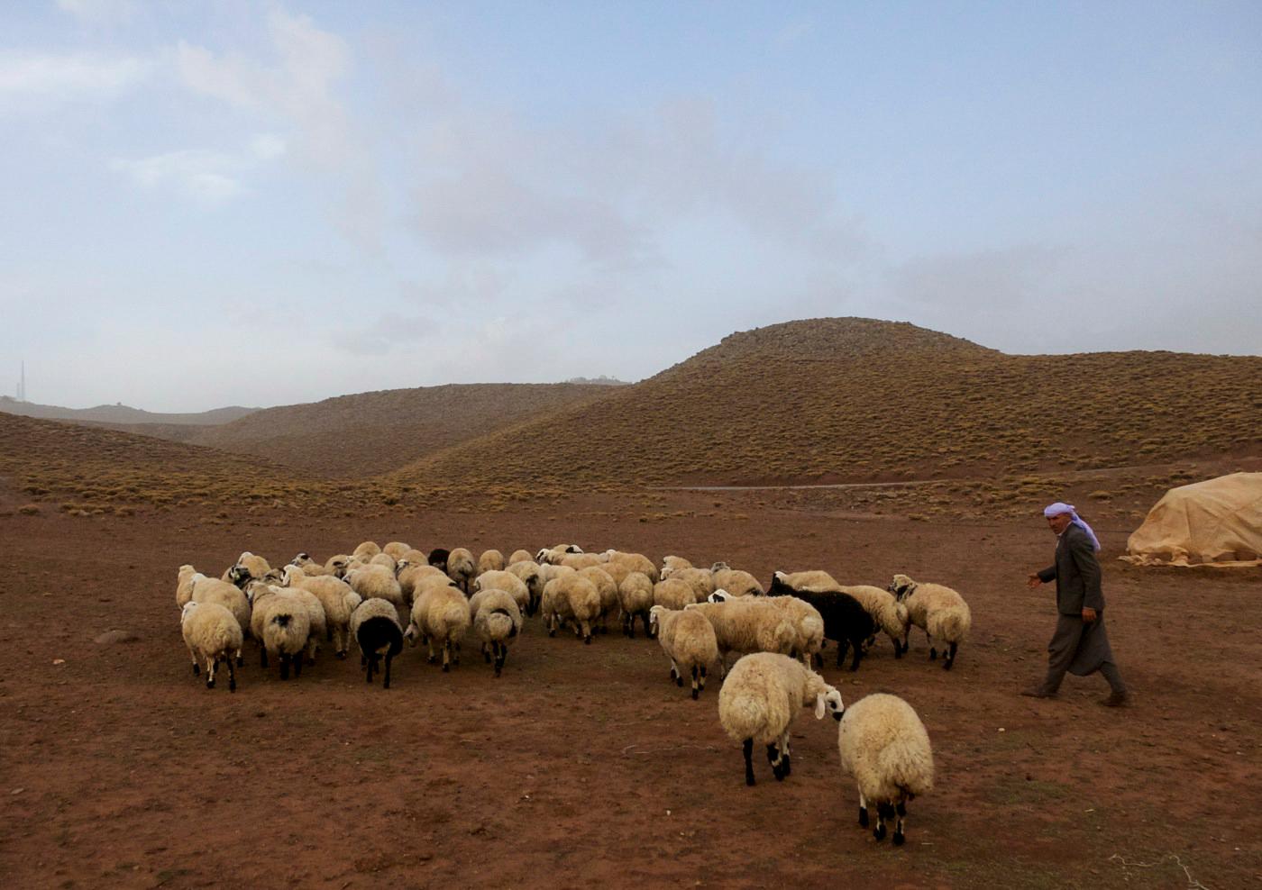 Seydo, a Kurdish nomad, with his flock in southeastern Turkey