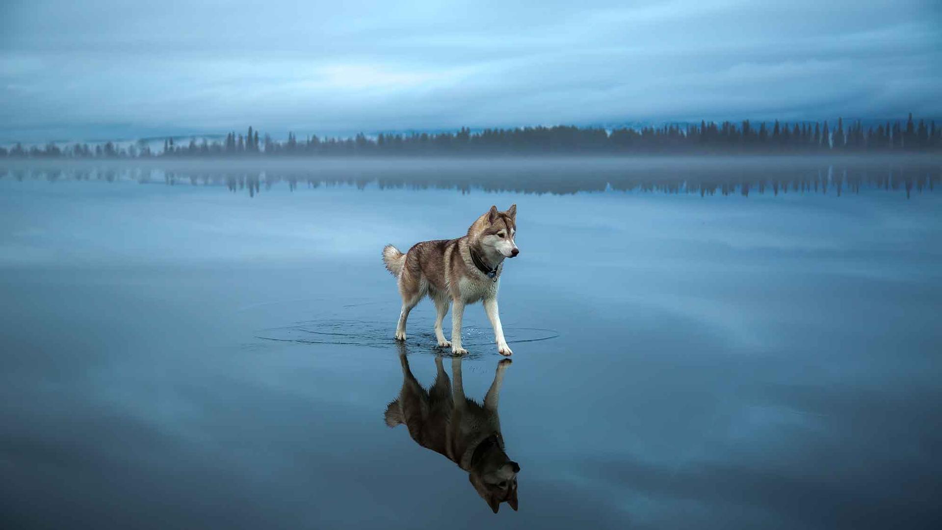 Russian photographer Fox Grom's Siberian Husky, Shasta, walking on a frozen lake near Kirovsk.